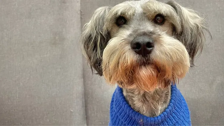 Rain perro en adopción