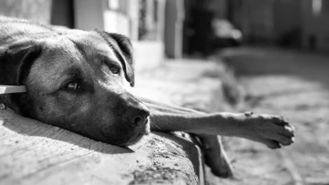 Maltrato animal_ Denuncian muerte de Perrito ahorcado en vivienda de Chetumal.jpg