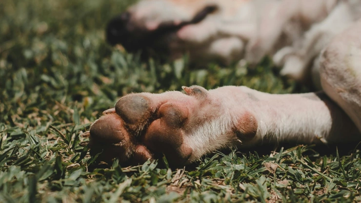 perritos muertos lluvias puebla