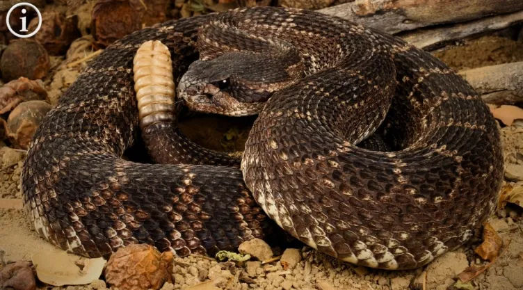 Serpiente de Cascabel cómo identificarla, su veneno y el beneficio que tiene en el campo.jpg