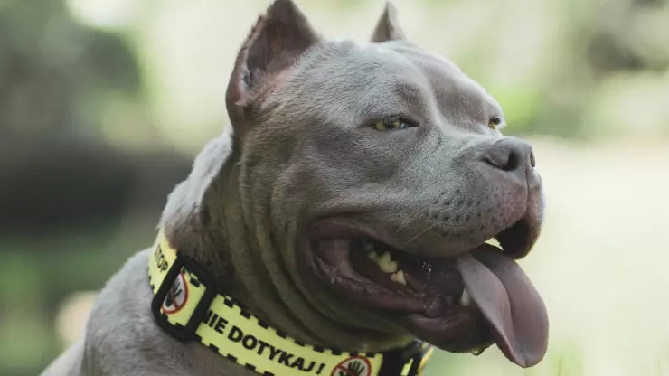 Muere niño de 5 años tras ser brutalmente atacado por un perro pitbull; ¿cómo ocurrió?