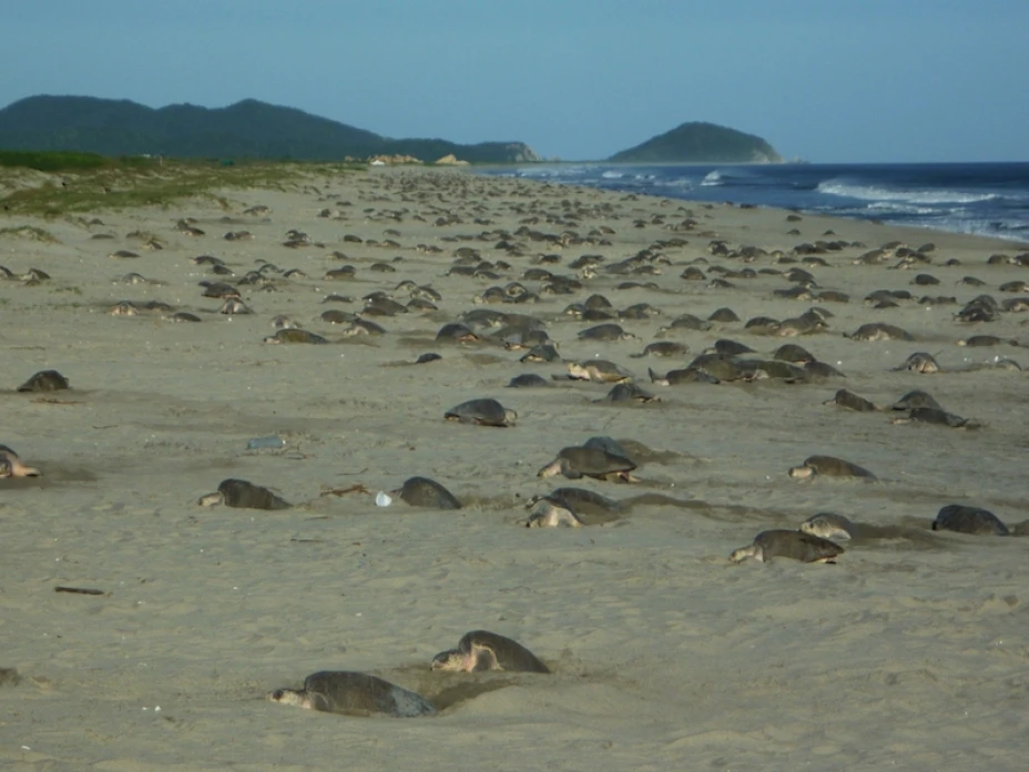Tortuga Golfina