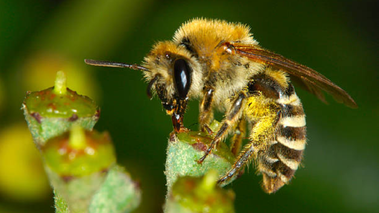 Abejas