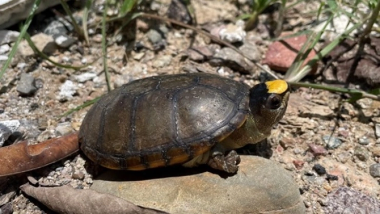 Roban 55 tortugas en peligro de extinción en Puerto Vallarta