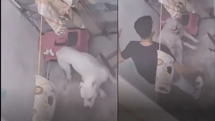 hombre agrede a perro y gato en colonia de queretaro.jpg