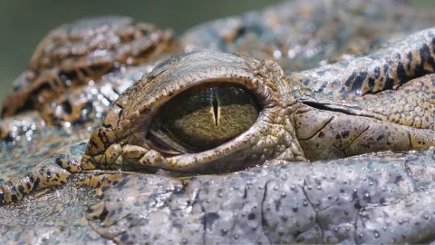 ¡Terrible! Madre arroja a su hijo discapacitado a un río lleno de cocodrilos y muere