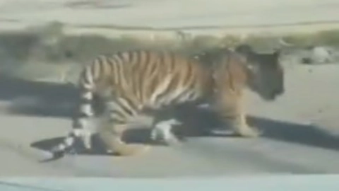 Cachorro de Tigre transita entre coches en Durango