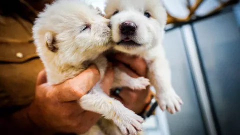 Lobo Terrible: ¿Cómo los científicos revivieron al animal extinguido hace 12.500 años?