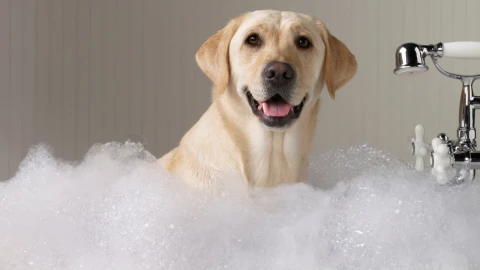 El tiempo que debe de pasar para ba&ntilde;ar a los perros 