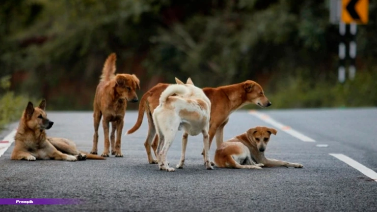 Guía práctica: Cómo ayudar a animales sin hogar si no puedes adoptar