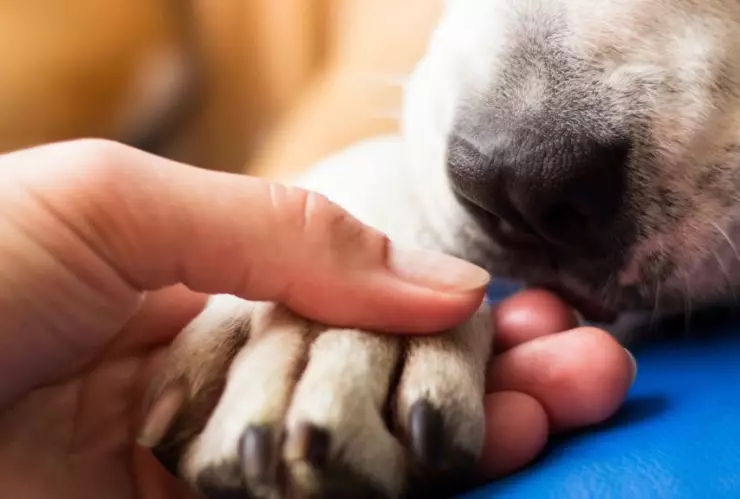 Perro torturado en Puebla