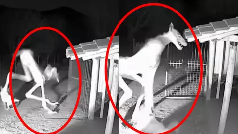 Nahual ataca a perros