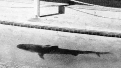 tibur&oacute;n brazo acuario