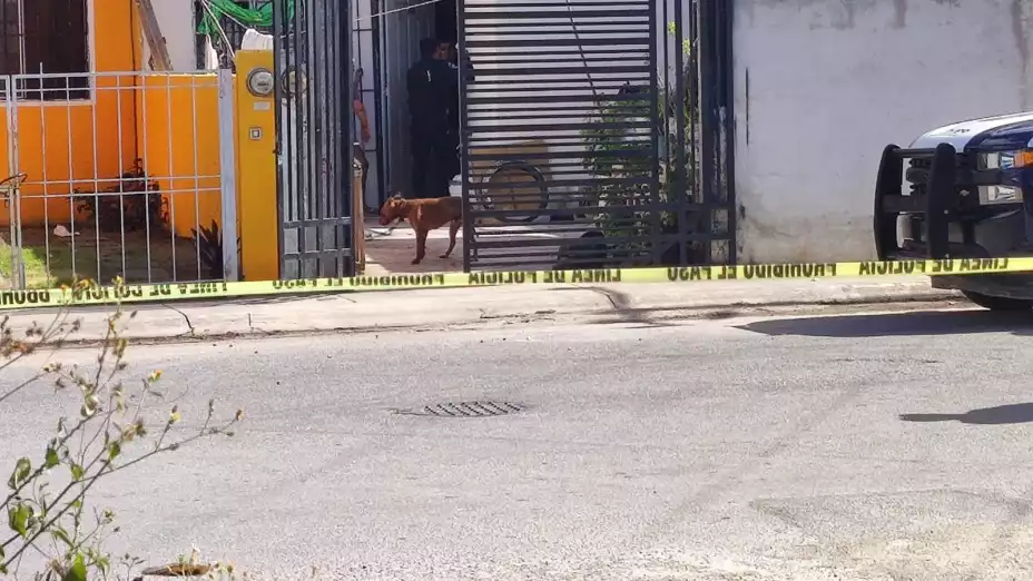 Perro lesionado.jpeg