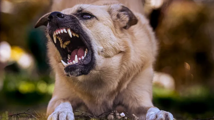 ¿Qué hacer si tu perro tiene un comportamiento agresivo?