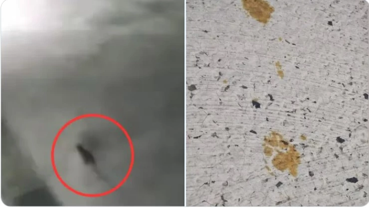 Gato tóxico en Japón