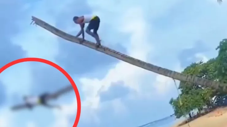 Video muestra caída de un hombre de una palmera seca en Punta Uva