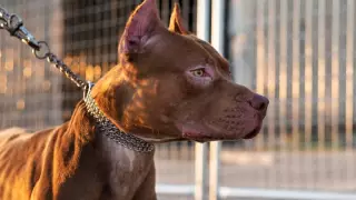 Pitbull ataca y mata a niño de 4 años en plena Navidad