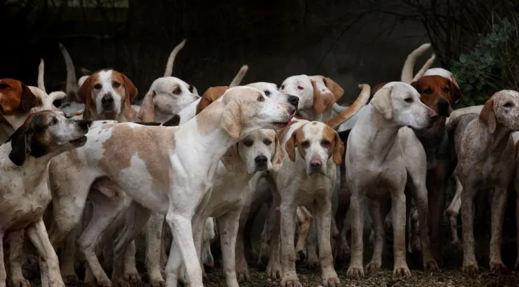 Estas son las razas de perros más inteligentes