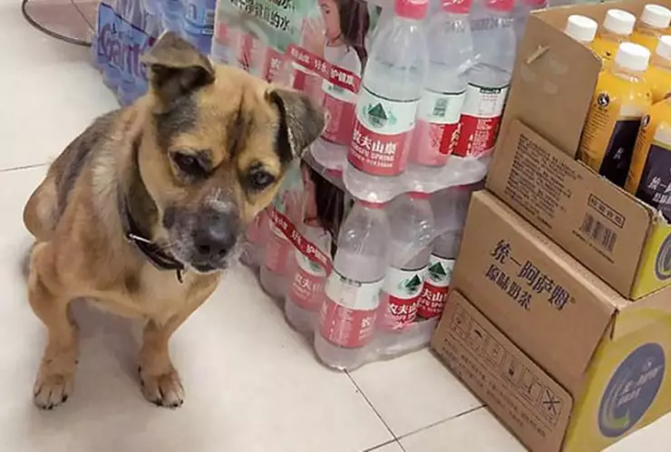 Perrito, dueño, COVID-19.jpg