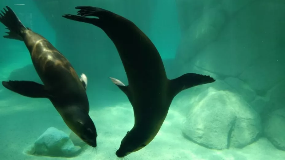 lobos marinos_sedema.jpg