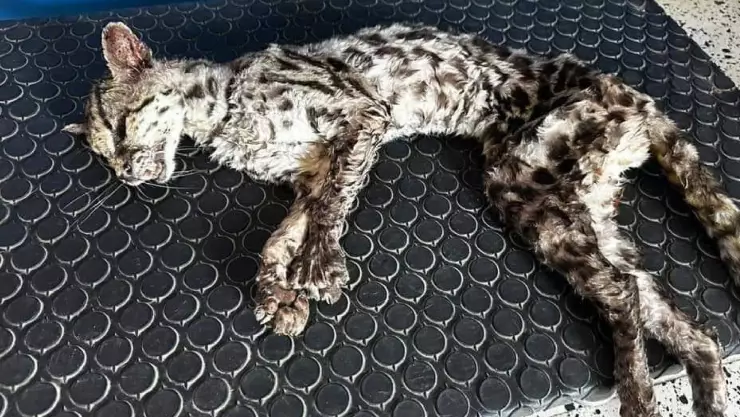 FOTO_ Vecinos Umán rescatan a Tigrillo afectado por un golpe de calor