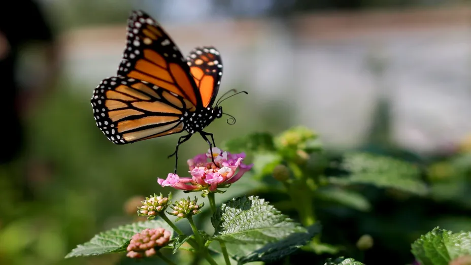 Mariposa_AP.jpg