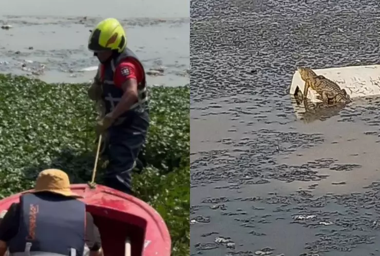 ¿Dónde está? Comienza la búsqueda del cocodrilo en laguna de Cuautitlán Izcalli; piensan que hay más ejemplares