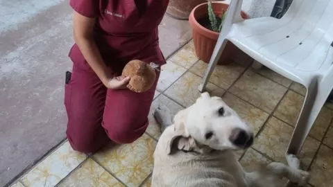 Perrito, serpiente.jpg