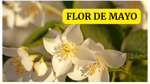 Flor de mayo