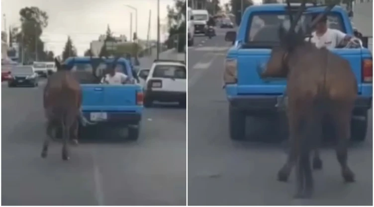 Caballo es jalado por camioneta en Puebla