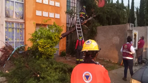 Cae otro árbol en Puebla