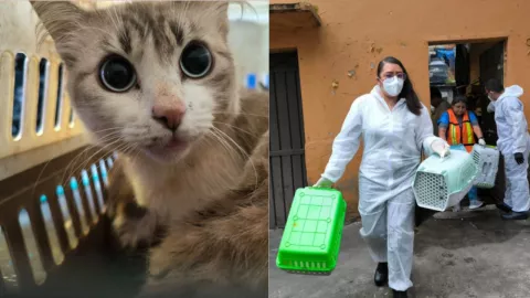 Gatos rescatados en Álvaro Obregón: 9 nuevos felinos se suman al rescate de los 60 iniciales