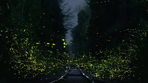 ¡Brillarán en la noche! En estos LUGARES podrás ver el inicio de la temporada de luciérnagas en México; ¿cuándo verlas?