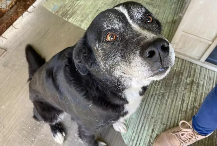 Cómo adoptar perrito rescatado Metro CDMX