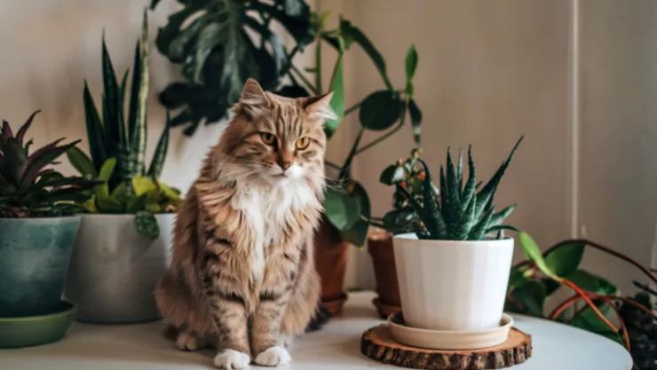 plantas gatos
