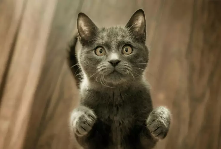 pensión alimenticia gatos