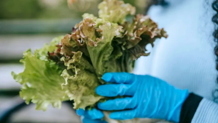 Estas son las verdaderas causas de la contaminación de E. coli, Salmonella y Cyclospora en la lechuga: Podría ser fatal