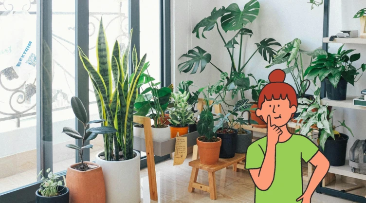 plantas-cuidados.png