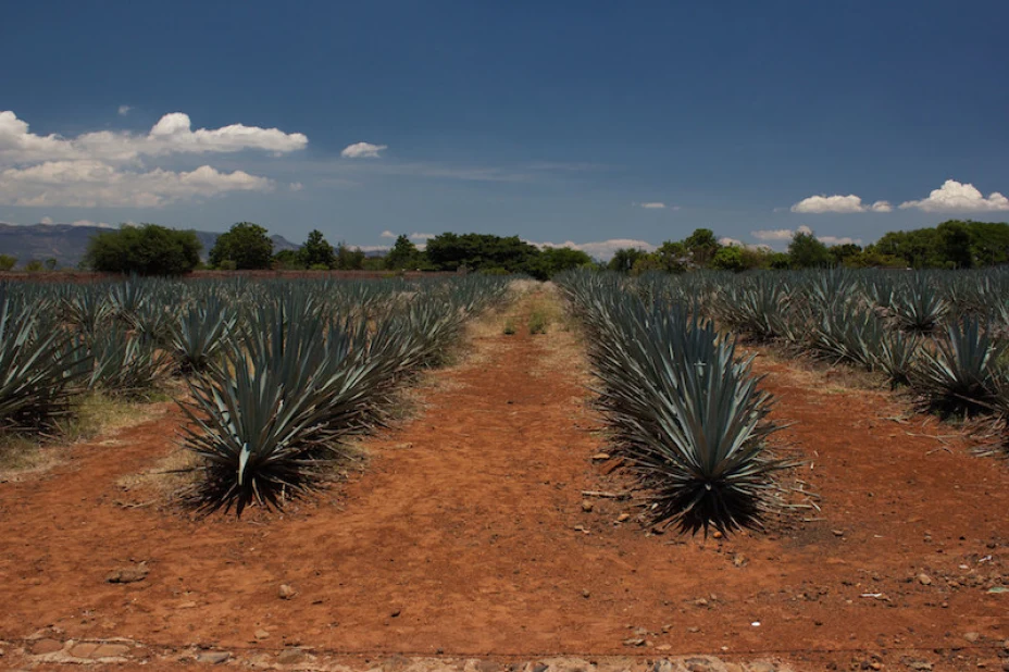 agave.jpg