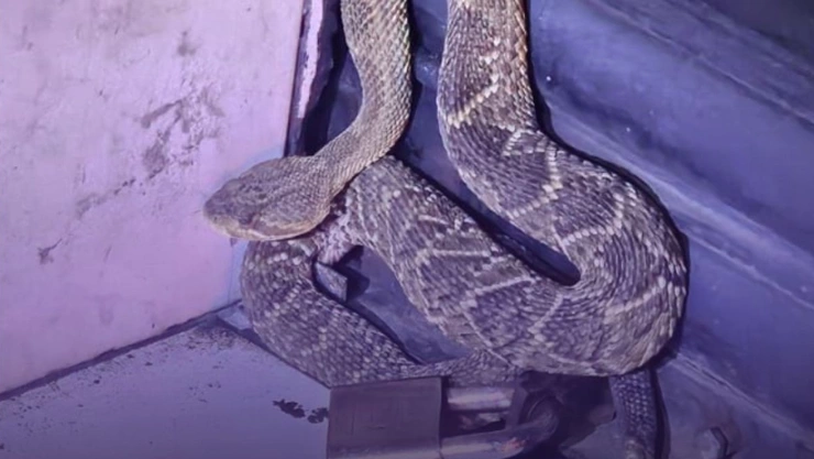 Serpiente de cascabel asegurada en Guadalajara.jpeg