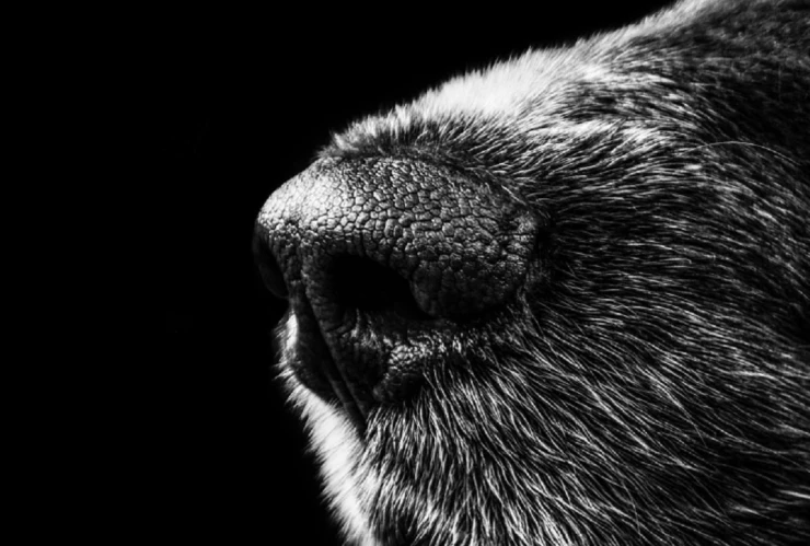 perro pasea brazo humano huaquechula