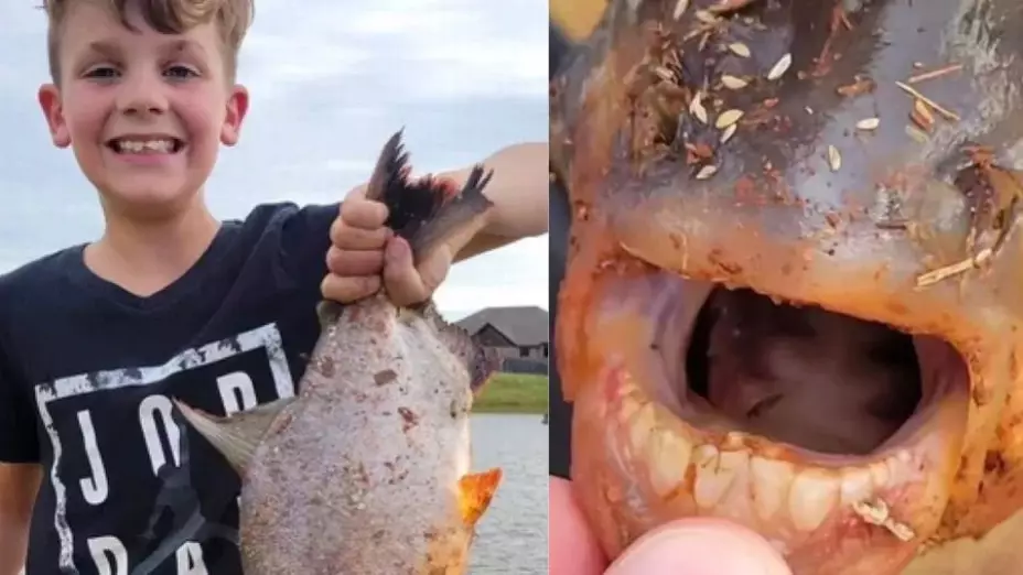 pez con dientes humanos-nino-pesca-ejemplar-pacu-oklahoma
