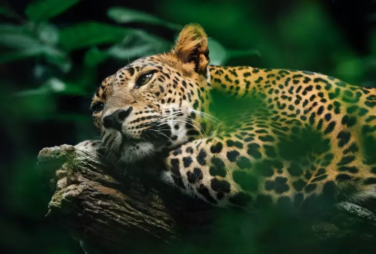 ¡IMPRESIONANTE! Conductor capta a dos jaguares cruzando una carretera