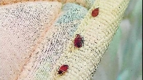 Pesticidas para chinches dañan a algunas personas