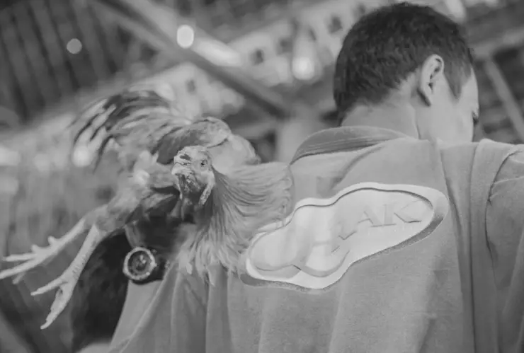 Chiapas prohíbe peleas de gallos y carreras de caballos; el objetivo, frenar a la delincuencia