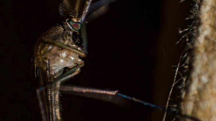 Dengue en Aguascalientes: ya son 451 casos confirmados en 2024