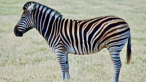 Cebra prófuga sorprende en Tennessee al ser avistada en una carretera