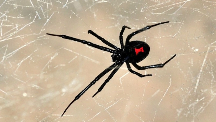 Ocurrió en Peto: Estaba en casa, se encontró con una VIUDA NEGRA y esto pasó; ¿por qué es tan peligrosa?