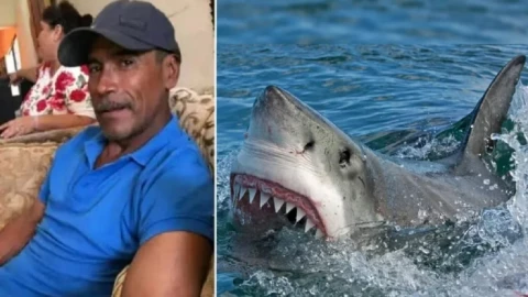 tiburón blanco decapita a pescador